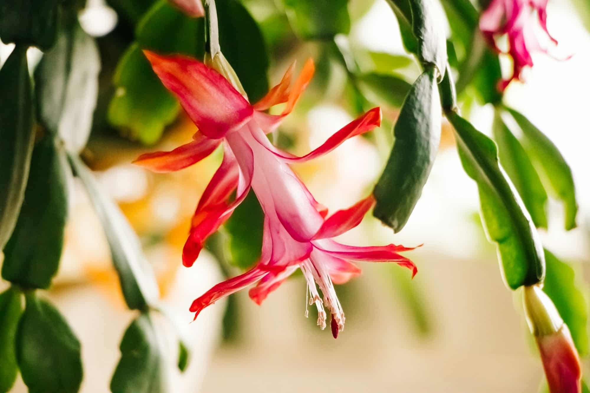 schlumbergera