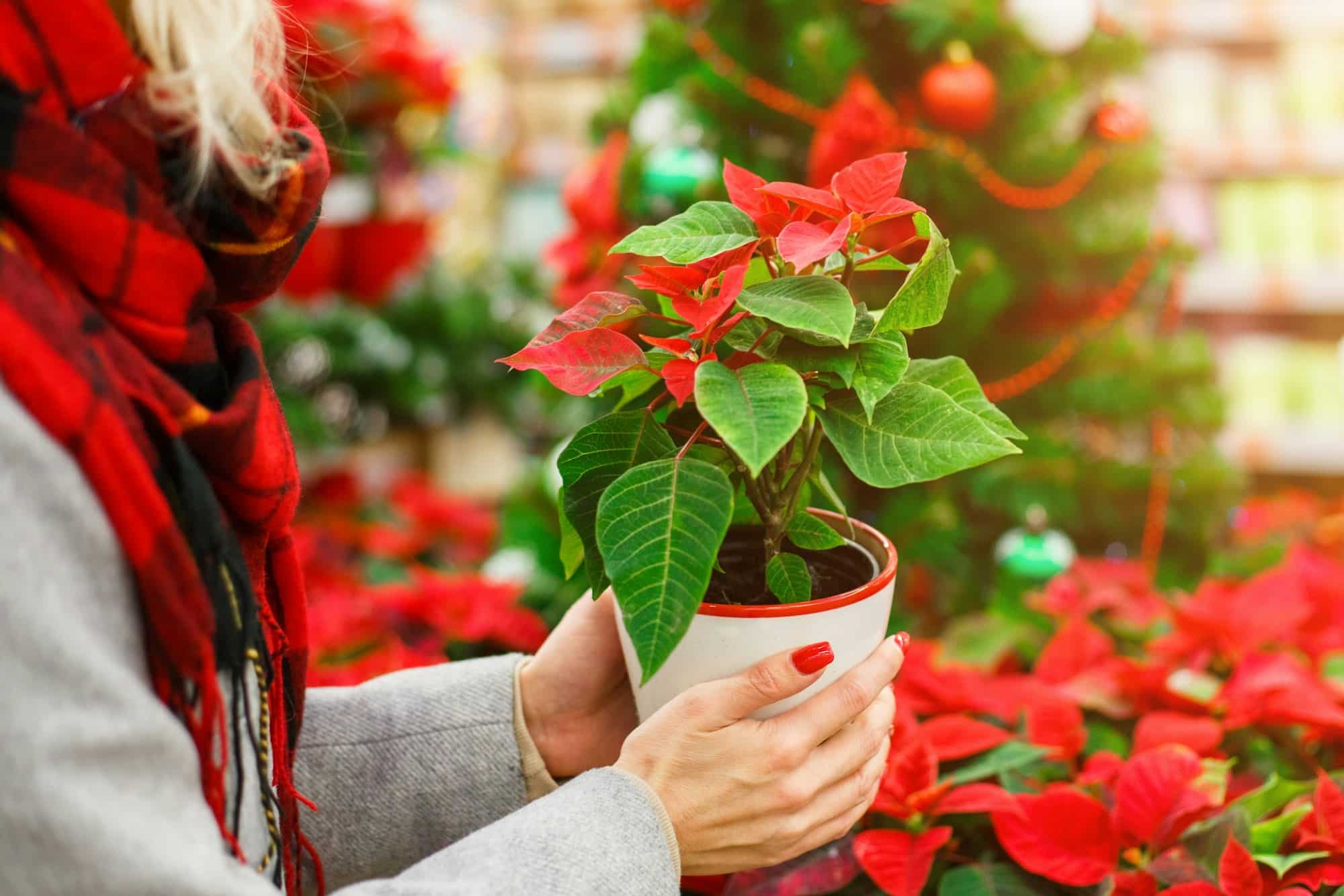 poinsettia