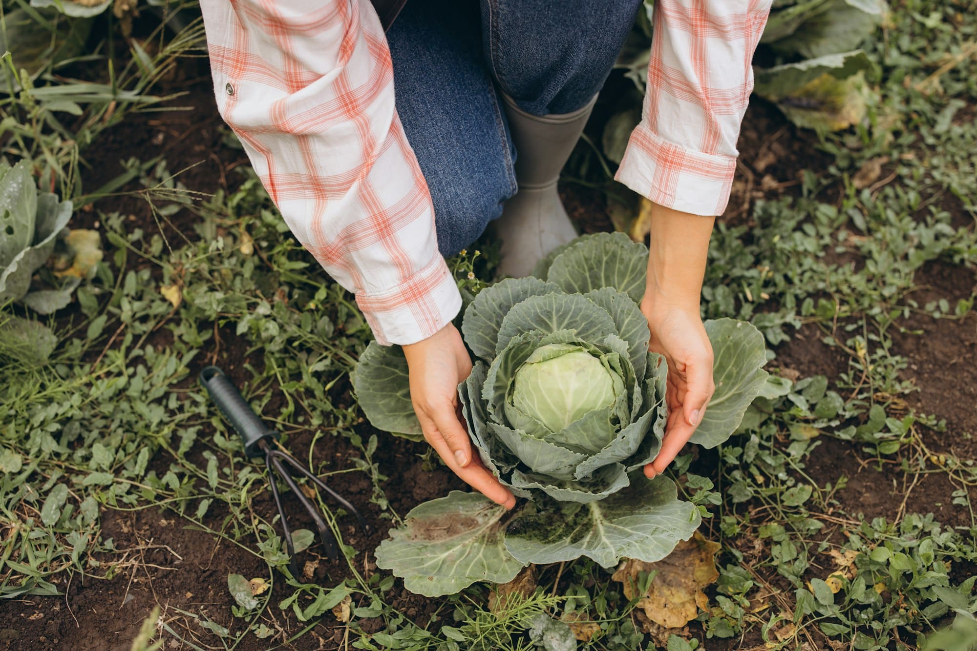 Arrosage potager en hiver