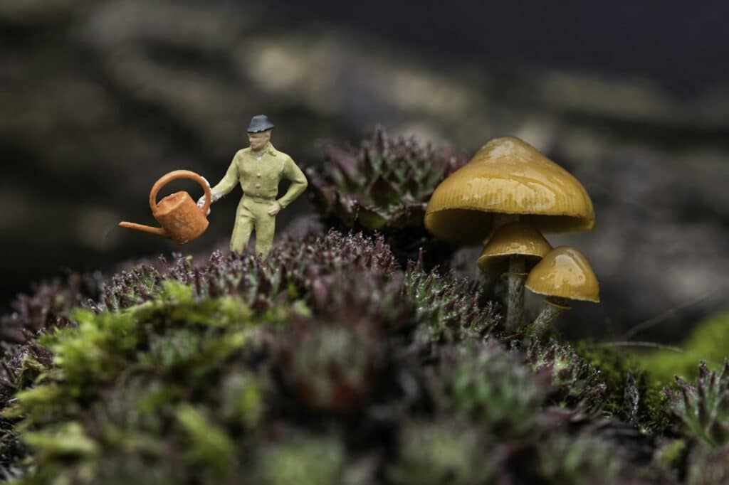 Faut-il arroser les plantes et le jardin en hiver ?