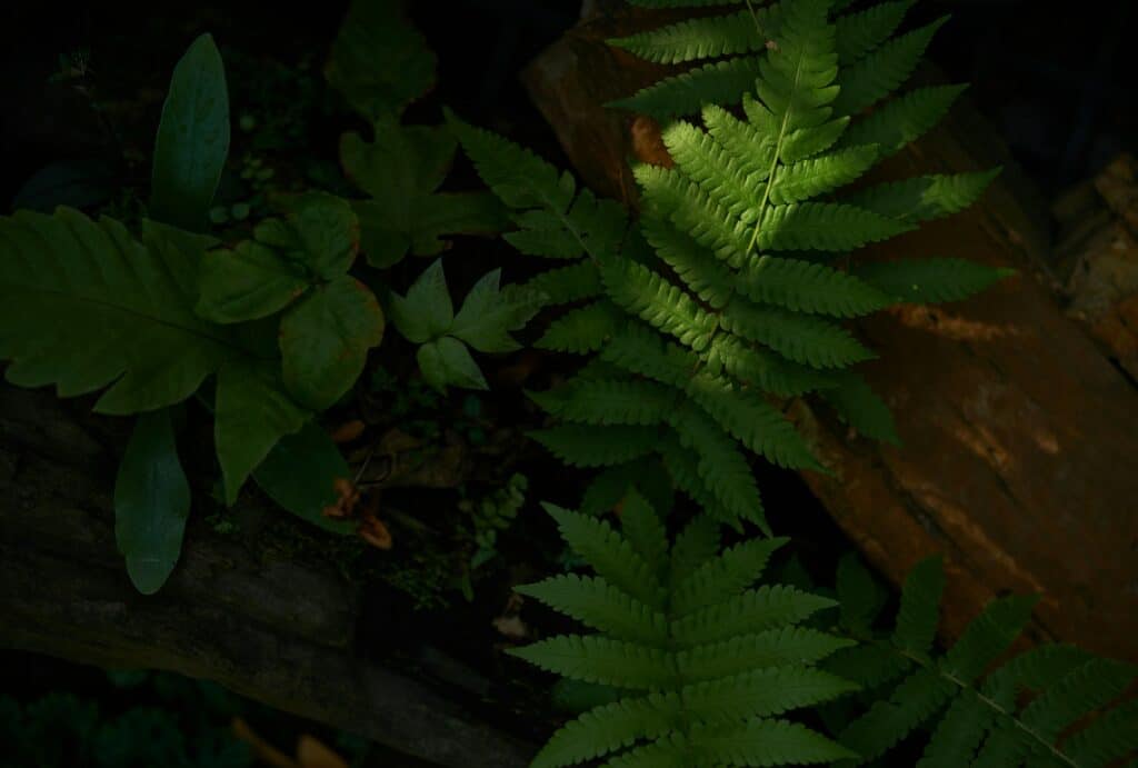 jardin à l'ombre