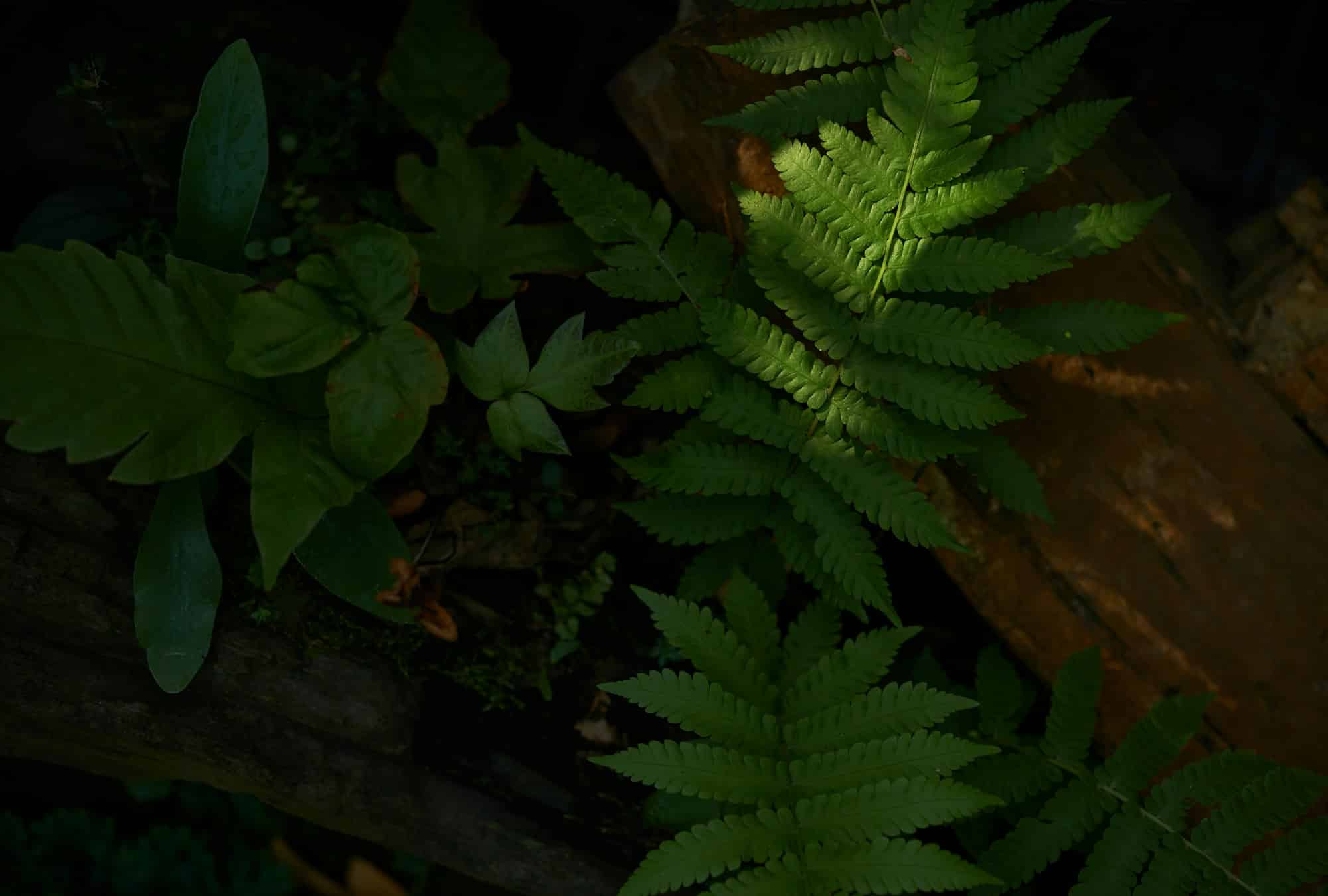 jardin à l'ombre