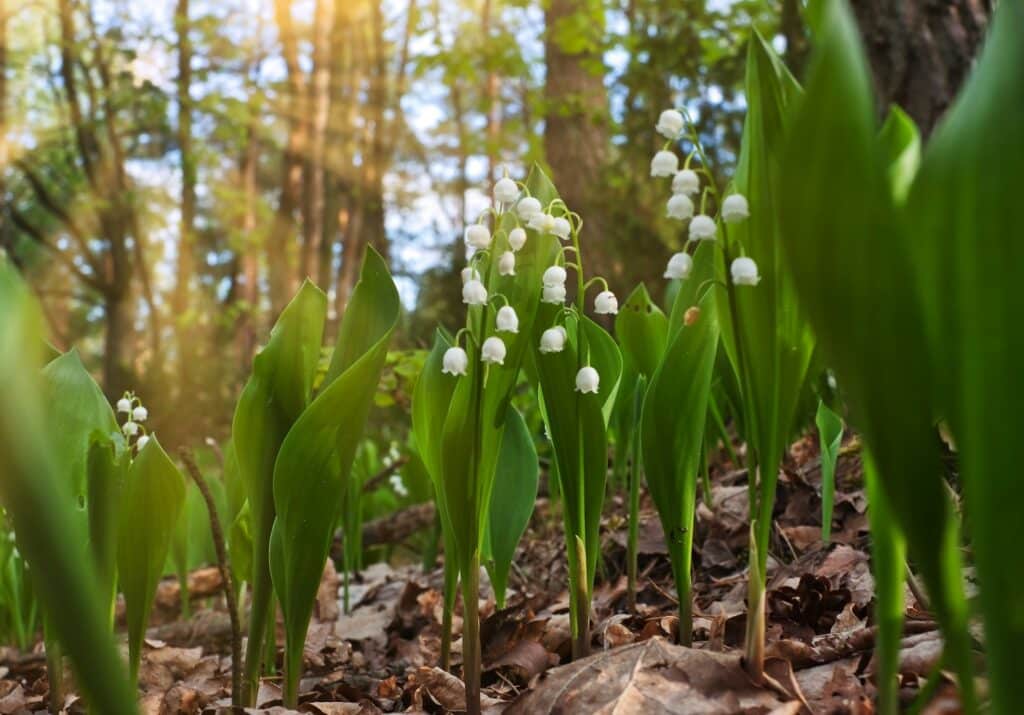 Comment replanter le muguet en pot : l'astuce du 1er mai !