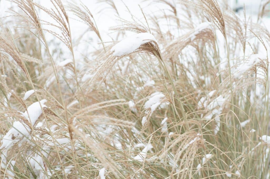 Miscanthus under the snow in winter. Garden plant