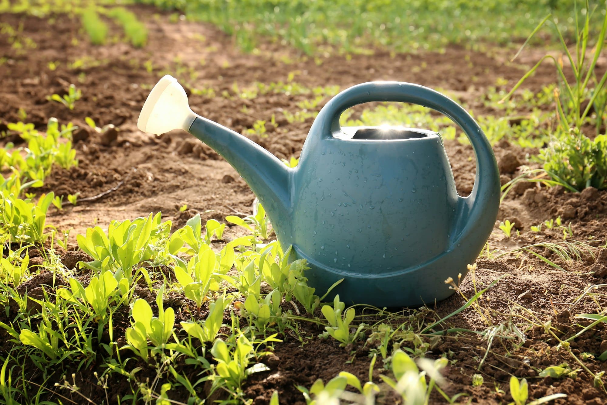 L’arrosage des plantes extérieures en hiver