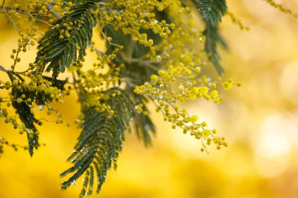 Yellow mimosa flowers