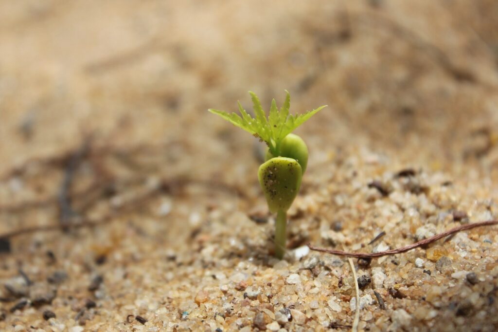 plante qui pousse