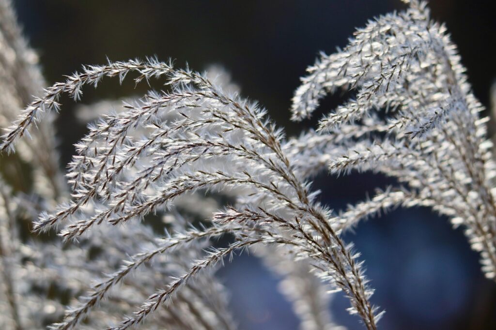 Miscanthus