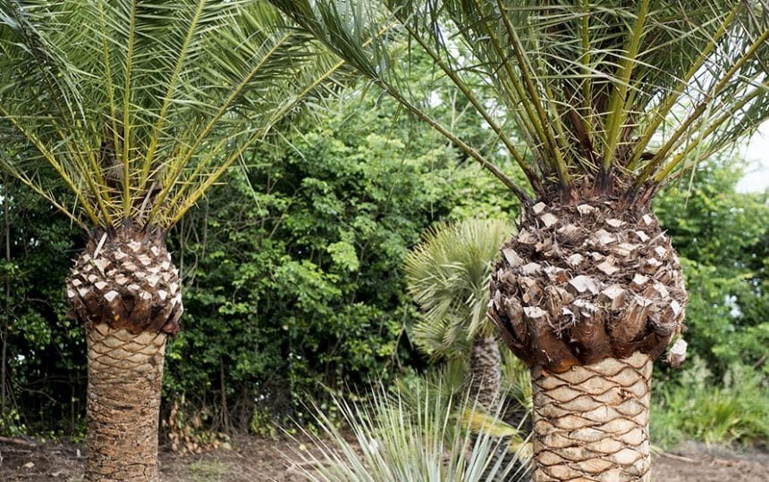 jardins-2